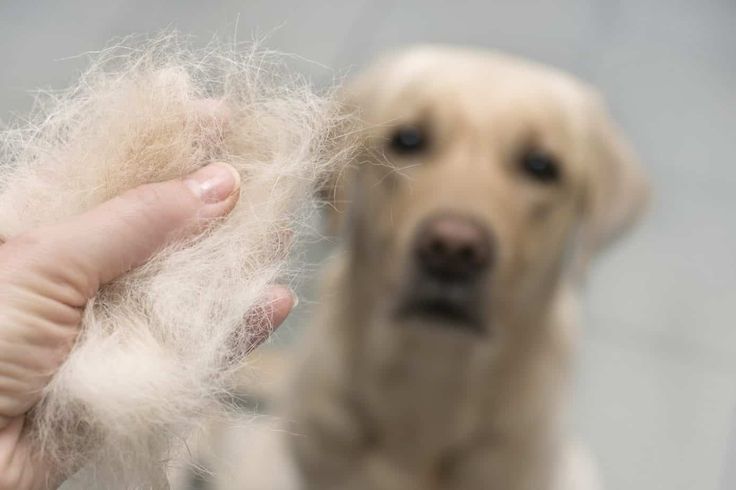 How to Keep Pet Hair Under Control Without Losing Your Mind