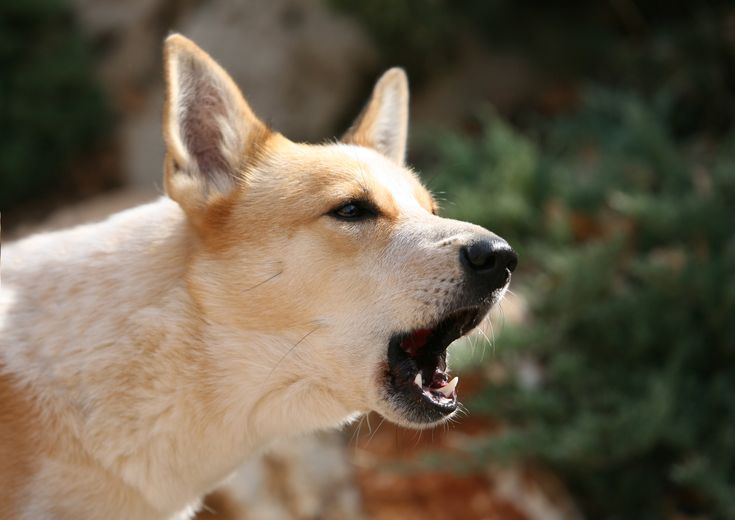 Excessive Barking: Why Your Dog Won't Stop and How to Fix It Gently